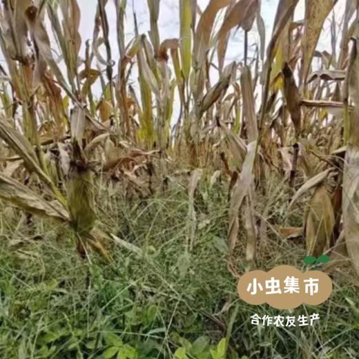 生态发芽糙米煎饼 | 合作农友生产，产自吉林，生产者：鞠秋博 *【公平贸易农人定价】 商品图8