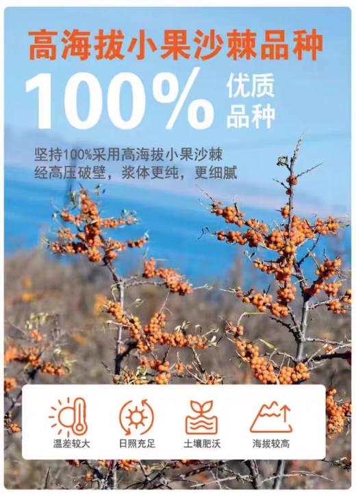 莫热仓沙棘原浆210ml（30ml*7/袋） 商品图5