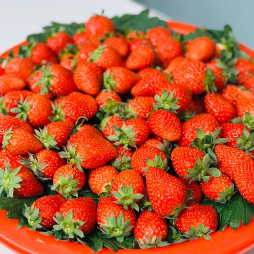 本地红颜草莓🍓（500g/盒） 商品图3