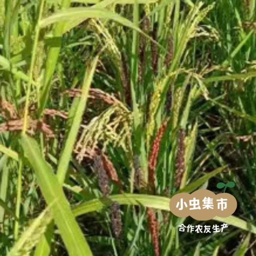 生态发芽糙米煎饼 | 合作农友生产，产自吉林，生产者：鞠秋博 *【公平贸易农人定价】 商品图11