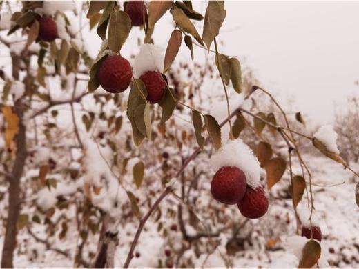 冬月 吊干枣 金丝大枣 商品图4