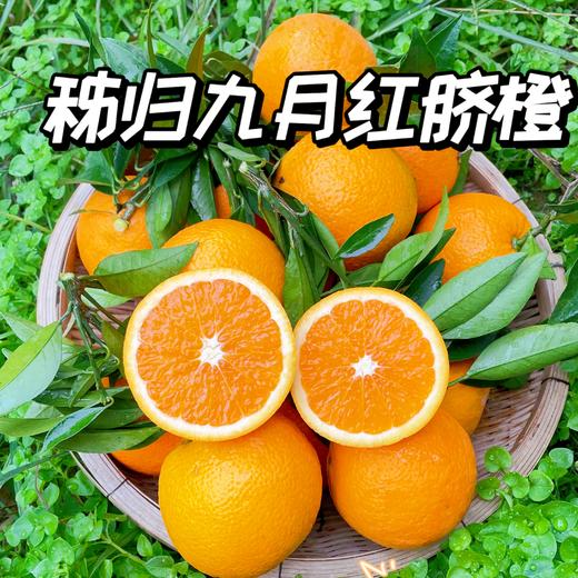 【九月红脐橙】九月红来自“中国脐橙之乡”-湖北秭归！果肉多汁Q弹，口感甜蜜蜜，和吃果肉果冻一样，9分甜，1分酸，10分好吃~最佳果期，‏⁠果冻口感 商品图1