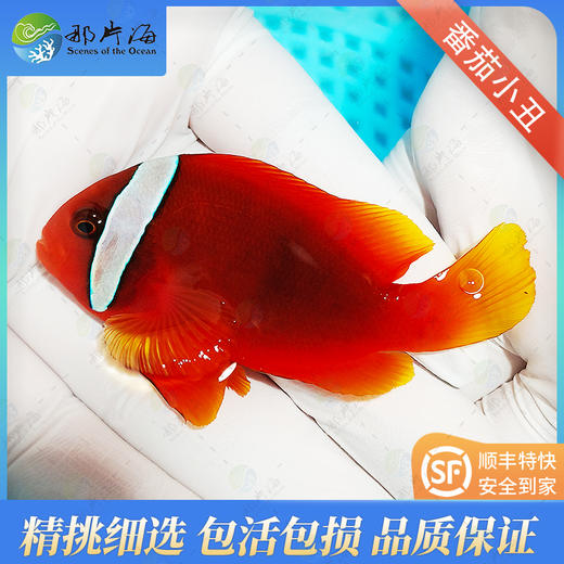 红番茄Amphiprion frenatus 商品图1