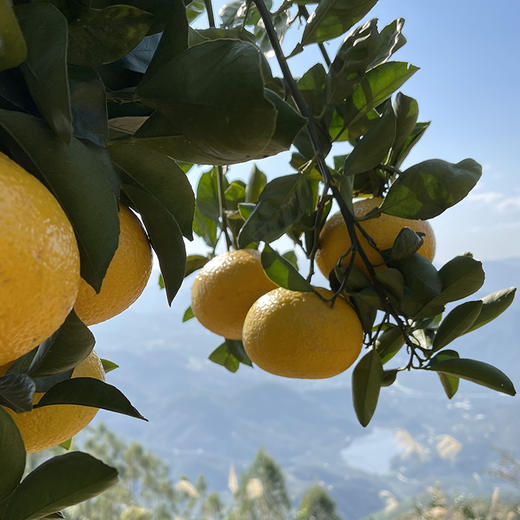 福建【甜心柚】皮薄肉嫩 清甜多汁 柚香四溢 鲜采鲜发！ 商品图5