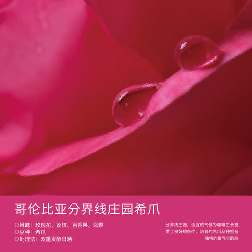 哥伦比亚分界线庄园希爪 商品图0