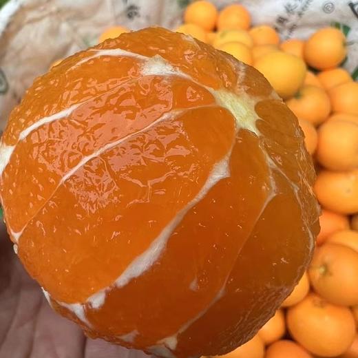 【湖北•九月红秭归脐橙】 果园新鲜采摘 香甜多汁 当季水果 现摘现发 商品图3