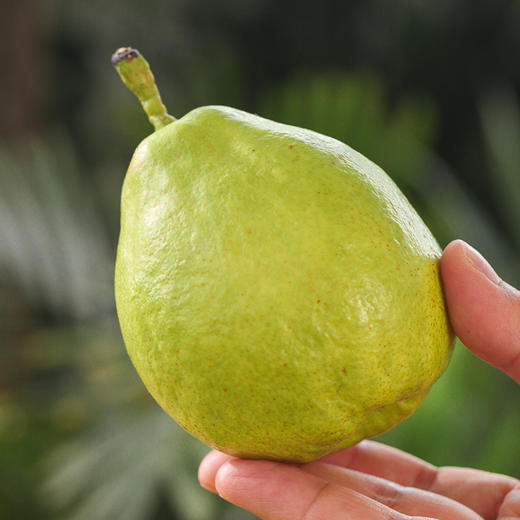 【杨博士甄选】库尔勒香梨4.5斤  多仓发货 商品图1