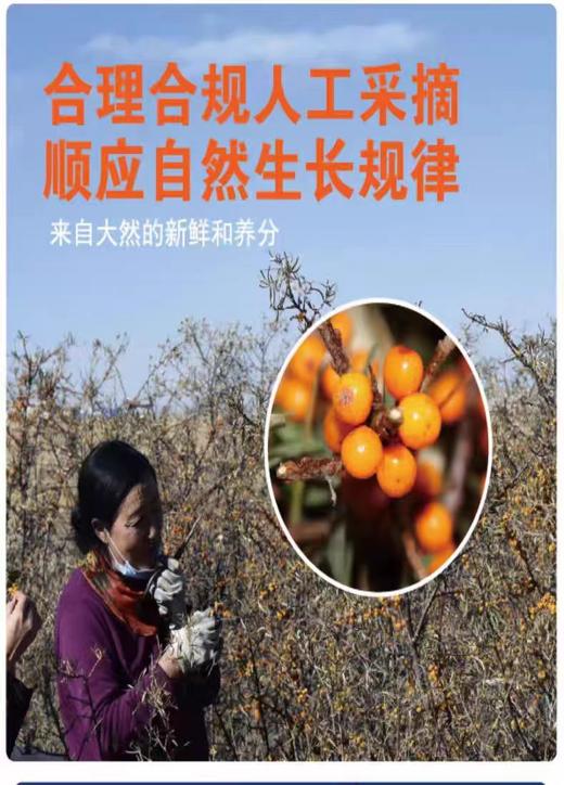 莫热仓沙棘原浆210ml（30ml*7/袋） 商品图6