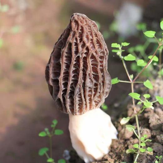 【通江扶贫】通江县深山良品羊肚菌50g 商品图3