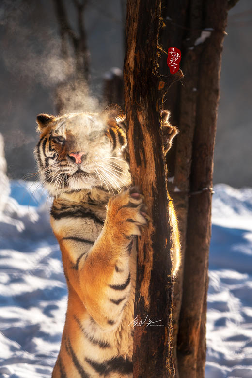 冰雪奇缘——吉林雾凇、雪乡童话世界、四方顶雪景、镜泊湖冰瀑、东北虎雪地捕食、冰雪大世界、伏尔加庄园7天摄影团（长/哈） 商品图14