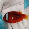 红番茄Amphiprion frenatus 商品缩略图0