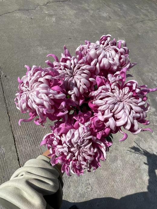 日本进口大菊Sei manoa 5支 商品图2