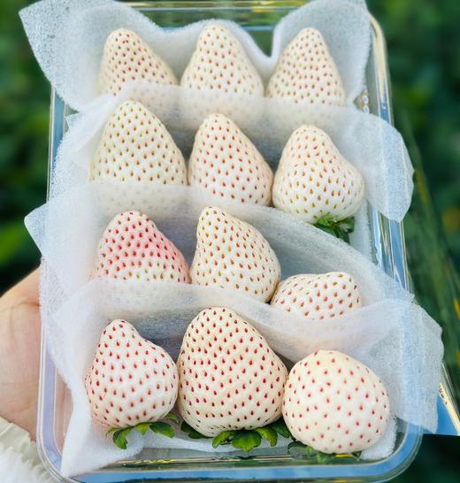 青岛佳垦草莓|日本种植方式的顶尖草莓♥️日本权威专家岩男吉昭全程指导呵护，全程按照日本佳特式草莓种植技术标准，日式水肥管理，蜜蜂授粉，果形均匀，全程无任何激素、头茬新果（草莓不可邮寄！！！） 商品图9