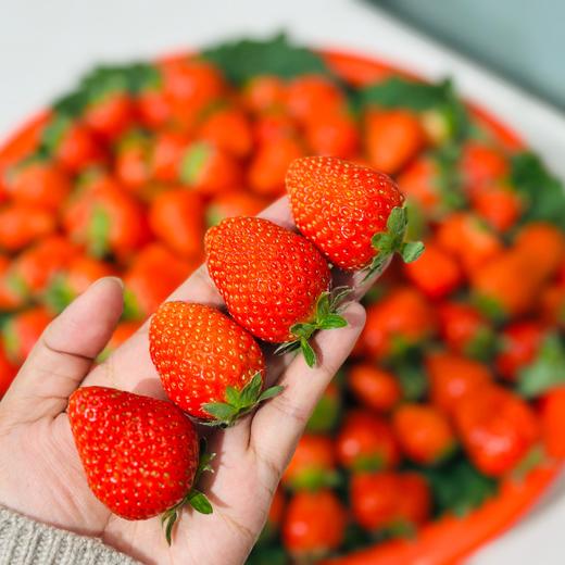 本地红颜草莓🍓（500g/盒） 商品图1