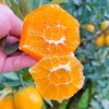 【九月红脐橙】九月红来自“中国脐橙之乡”-湖北秭归！果肉多汁Q弹，口感甜蜜蜜，和吃果肉果冻一样，9分甜，1分酸，10分好吃~最佳果期，‏⁠果冻口感 商品缩略图0