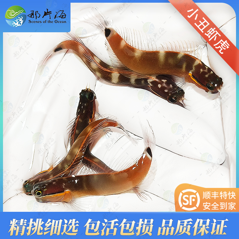 小丑虾虎Ecsenius stigmatura