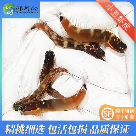 小丑虾虎Ecsenius stigmatura 商品图0