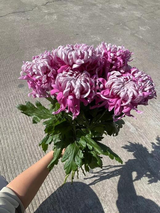 日本进口大菊Sei manoa 5支 商品图4