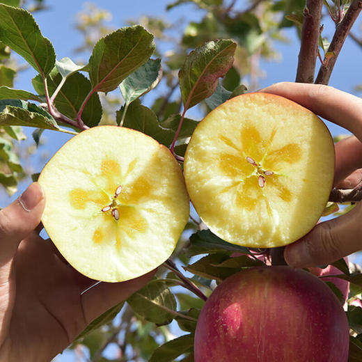 【严选】新疆阿克苏冰糖心苹果家庭装10斤/箱(单果果径80-90mm精品果 18枚左右)  (厂家直发） 商品图1