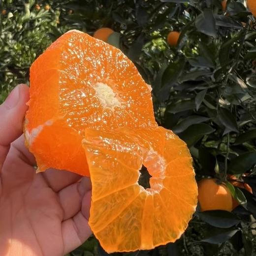 【湖北•九月红秭归脐橙】 果园新鲜采摘 香甜多汁 当季水果 现摘现发 商品图2