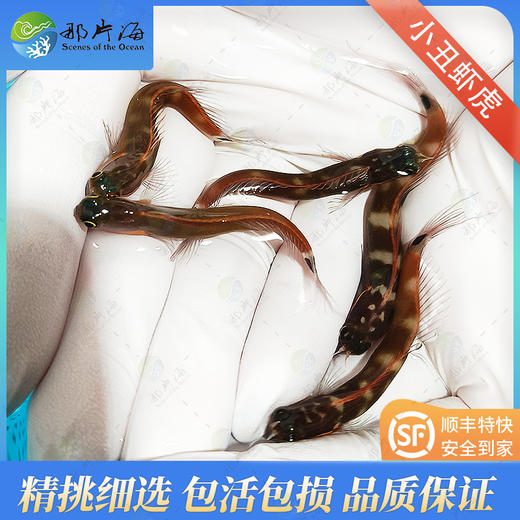 小丑虾虎Ecsenius stigmatura 商品图1