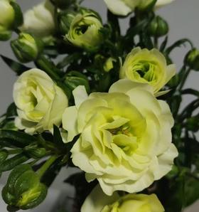 配花 ｜ 蝴蝶洋牡丹重瓣优雅白