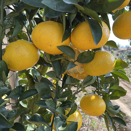 福建【甜心柚】皮薄肉嫩 清甜多汁 柚香四溢 鲜采鲜发！ 商品图9