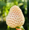 青岛佳垦草莓|日本种植方式的顶尖草莓♥️日本权威专家岩男吉昭全程指导呵护，全程按照日本佳特式草莓种植技术标准，日式水肥管理，蜜蜂授粉，果形均匀，全程无任何激素、头茬新果（草莓不可邮寄！！！） 商品缩略图2