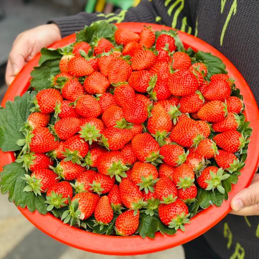 本地红颜草莓🍓（500g/盒） 商品图4