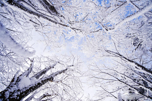 冰雪奇缘——吉林雾凇、雪乡童话世界、四方顶雪景、镜泊湖冰瀑、东北虎雪地捕食、冰雪大世界、伏尔加庄园7天摄影团（长/哈） 商品图7