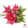 百合-草莓沐恩 5枝/扎 商品缩略图1