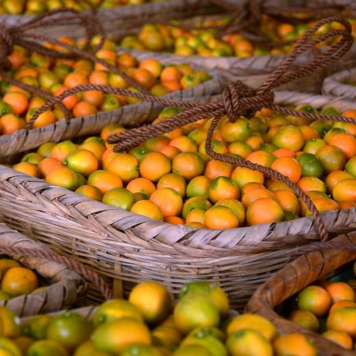 融安金桔（滑皮金桔） 商品图5