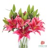 百合-草莓沐恩 5枝/扎 商品缩略图0