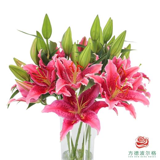 百合-草莓沐恩 5枝/扎 商品图0