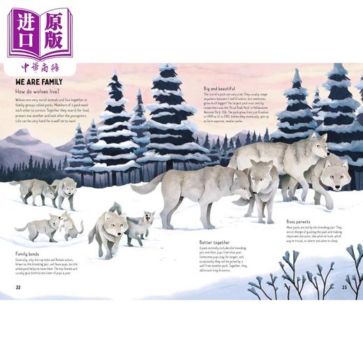 【中商原版】狼害怕黑暗吗 Are Wolves Afraid of the Dark 英文原版 儿童科普 动物知识百科图画书 精装精品绘本 进口童书 商品图3