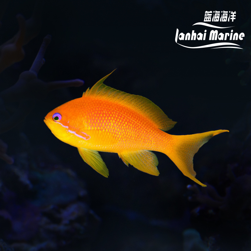 印度洋蓝眼宝石 母