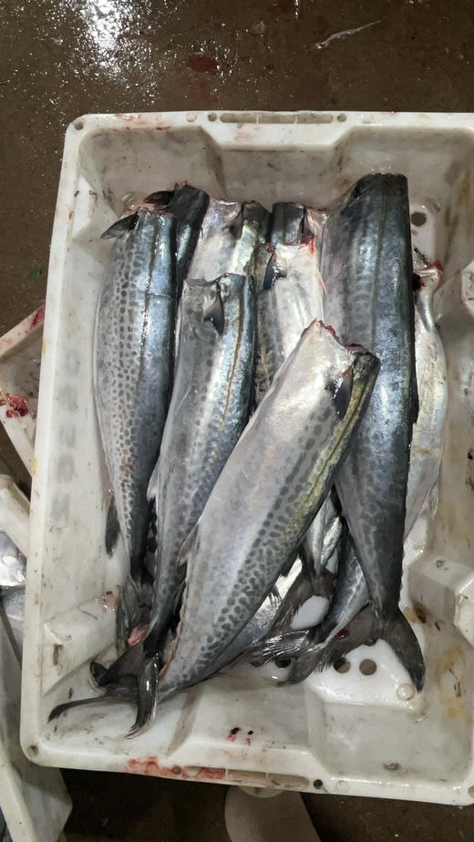 蓝颜马鲛鱼 商品图1