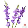 剑兰-紫色舞会 5枝一扎 商品缩略图0