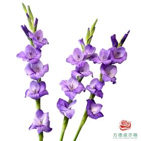 剑兰-紫色舞会 5枝一扎