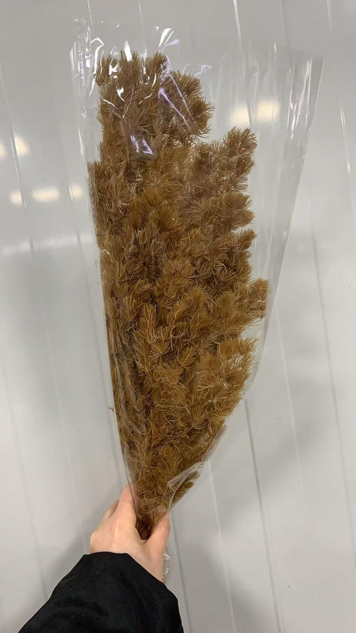 永生松 商品图4