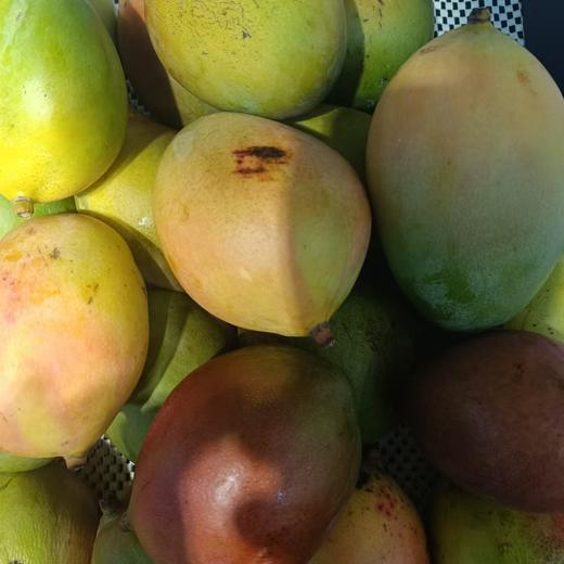 爱文芒果 商品图0