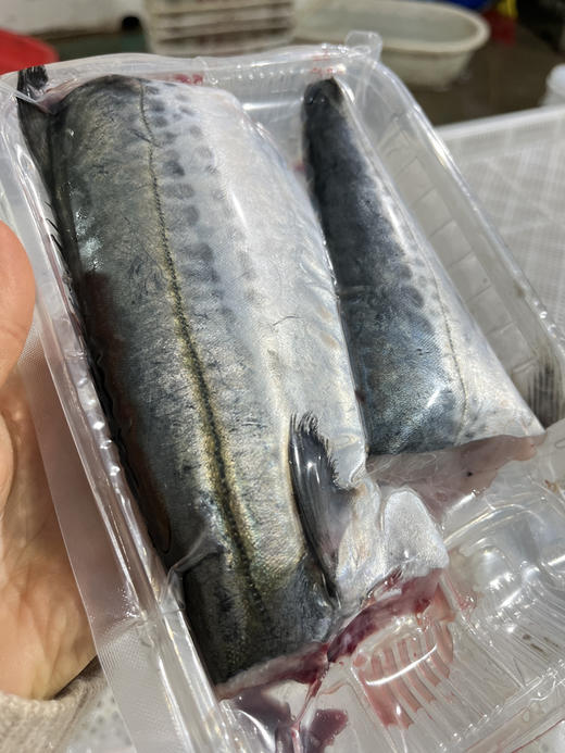 蓝颜马鲛鱼 商品图3