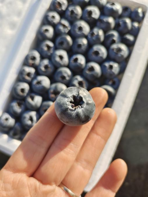 绿胶带甜蓝莓一箱 商品图2