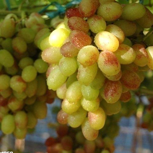 【绿香妃葡萄干】软糯香甜 精选优质葡萄 自然风干 颗粒饱满有嚼劲！ 商品图5