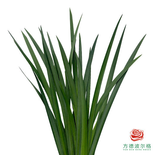 龙文叶 商品图0