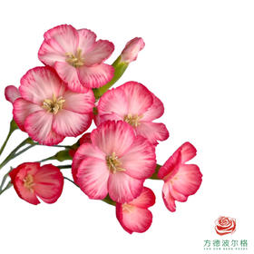 多头康乃馨-克利夫 10枝一扎