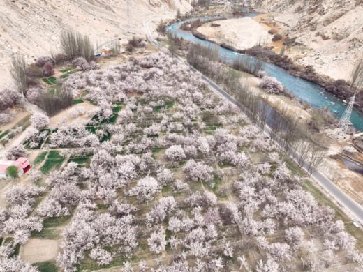 3月28日出发（四驱车）春摄新疆A：南疆帕米尔高原杏花村•卡拉库里湖•盘龙古道•大同乡杏花村•塔吉克民族风光人文10天摄影（精品团） 商品图7