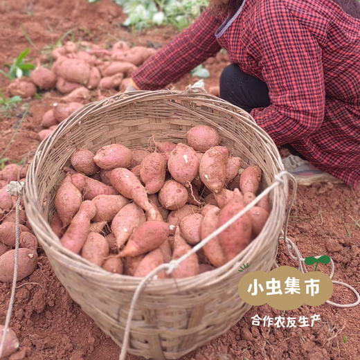 生态鸡蛋黄红薯 5斤 | 合作农友生产，产自成都，生产者：马志勇夫妇 *【公平贸易农人定价】 商品图14