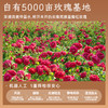 潘祥记云南特产玫瑰老姜黑糖 210g袋装老姜/玫瑰 单个独立小袋装 商品缩略图4