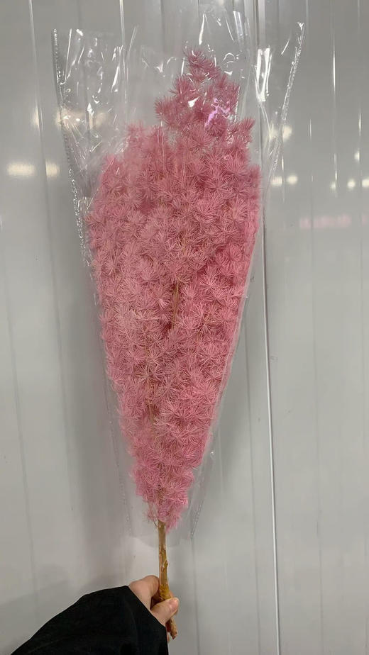 永生松 商品图2